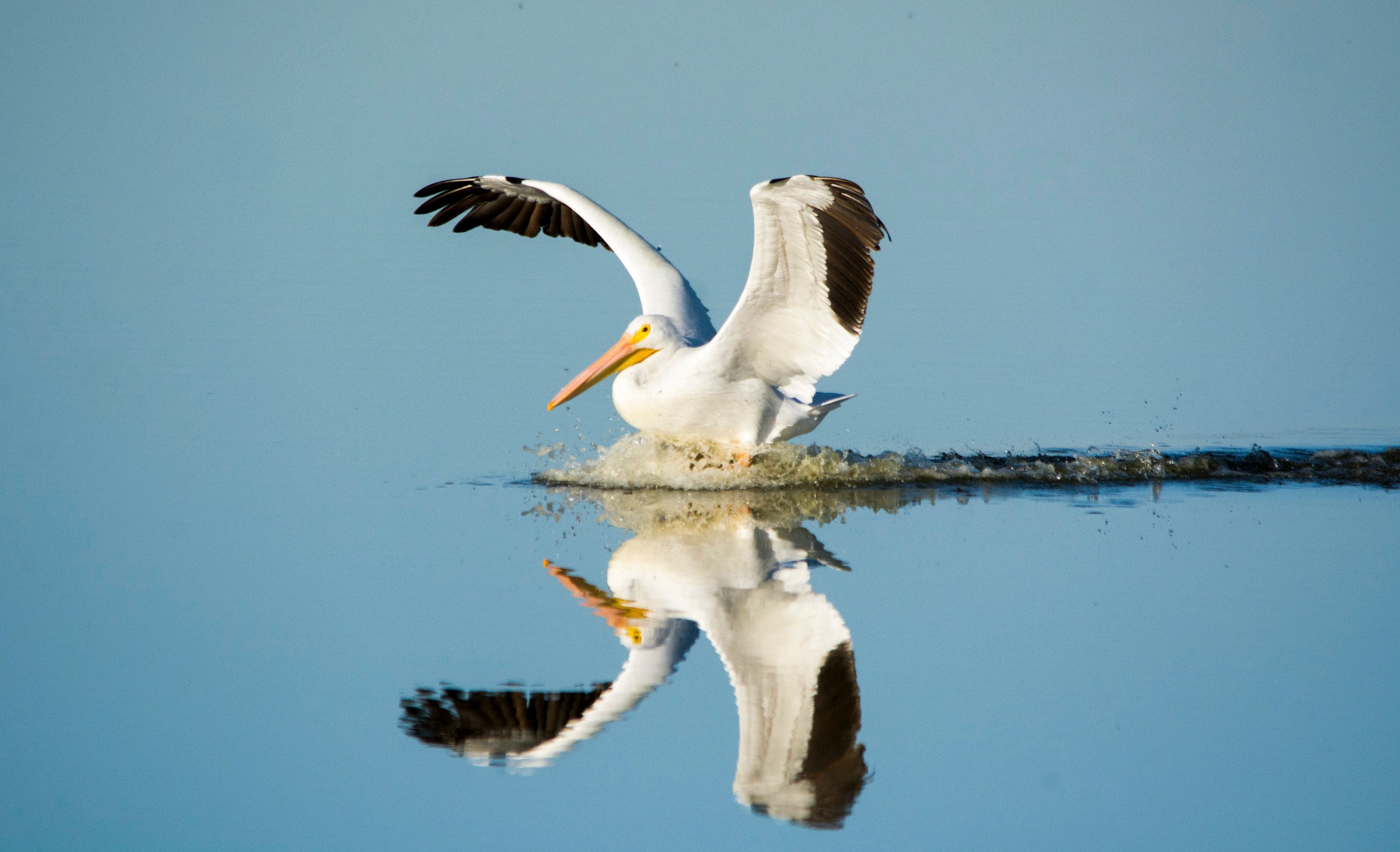 American White Pelican. Photo: Georgia Wilson/GBBC