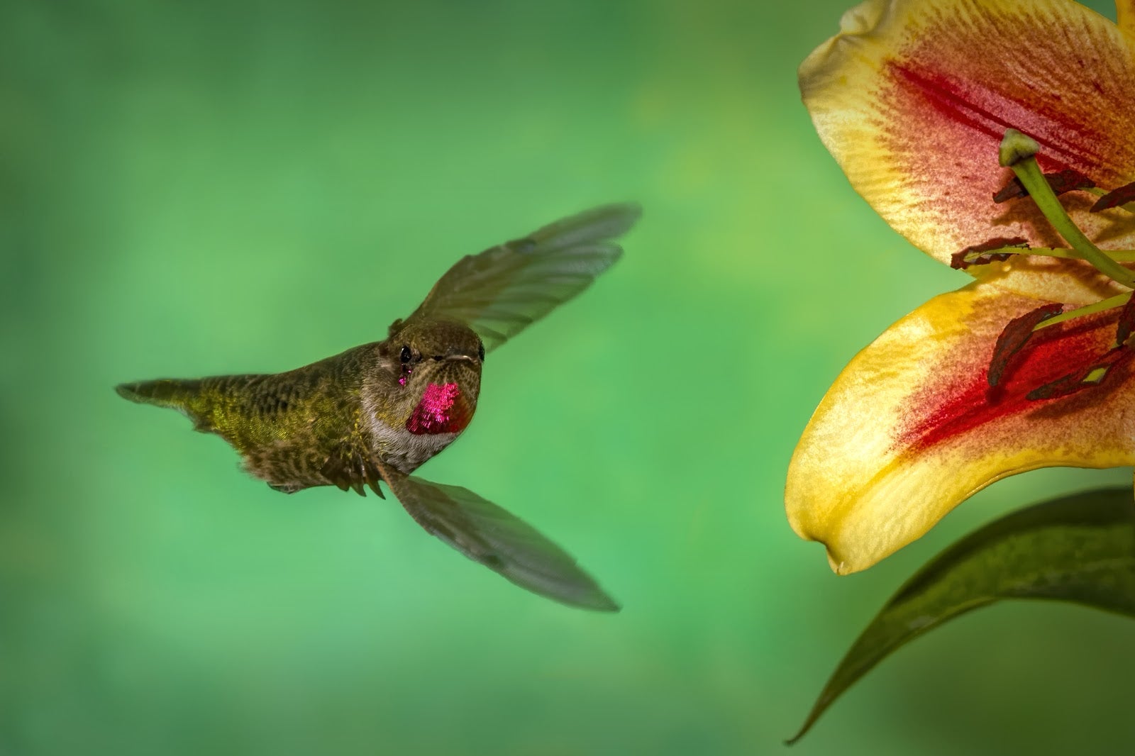 Anna's Hummingbird Anna's Hummingbird. Anna's Hummingbird. Kathleen Elam/Audubon Photography Awards