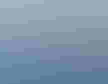 Brown Pelican