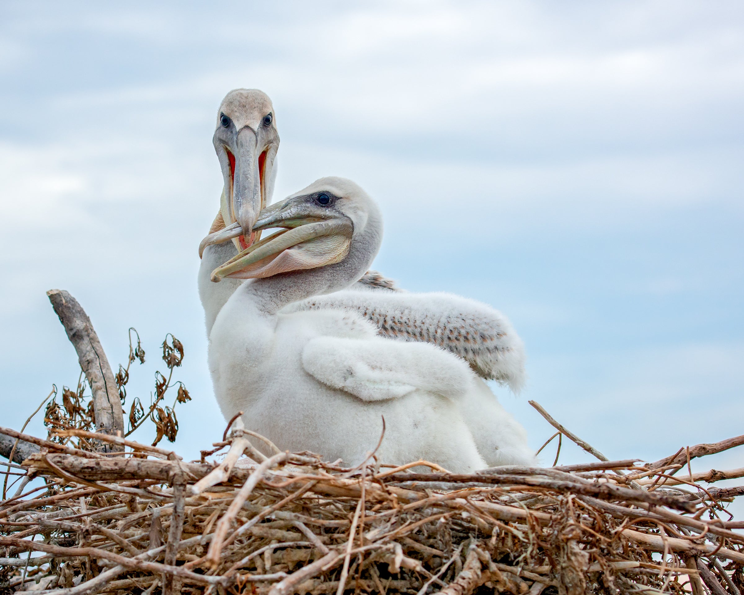 Brown Pelican Nestlings Brown Pelican Nestlings. Brown Pelican. John Adolph/Audubon Photography Awards