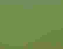 Great Egret in flight.