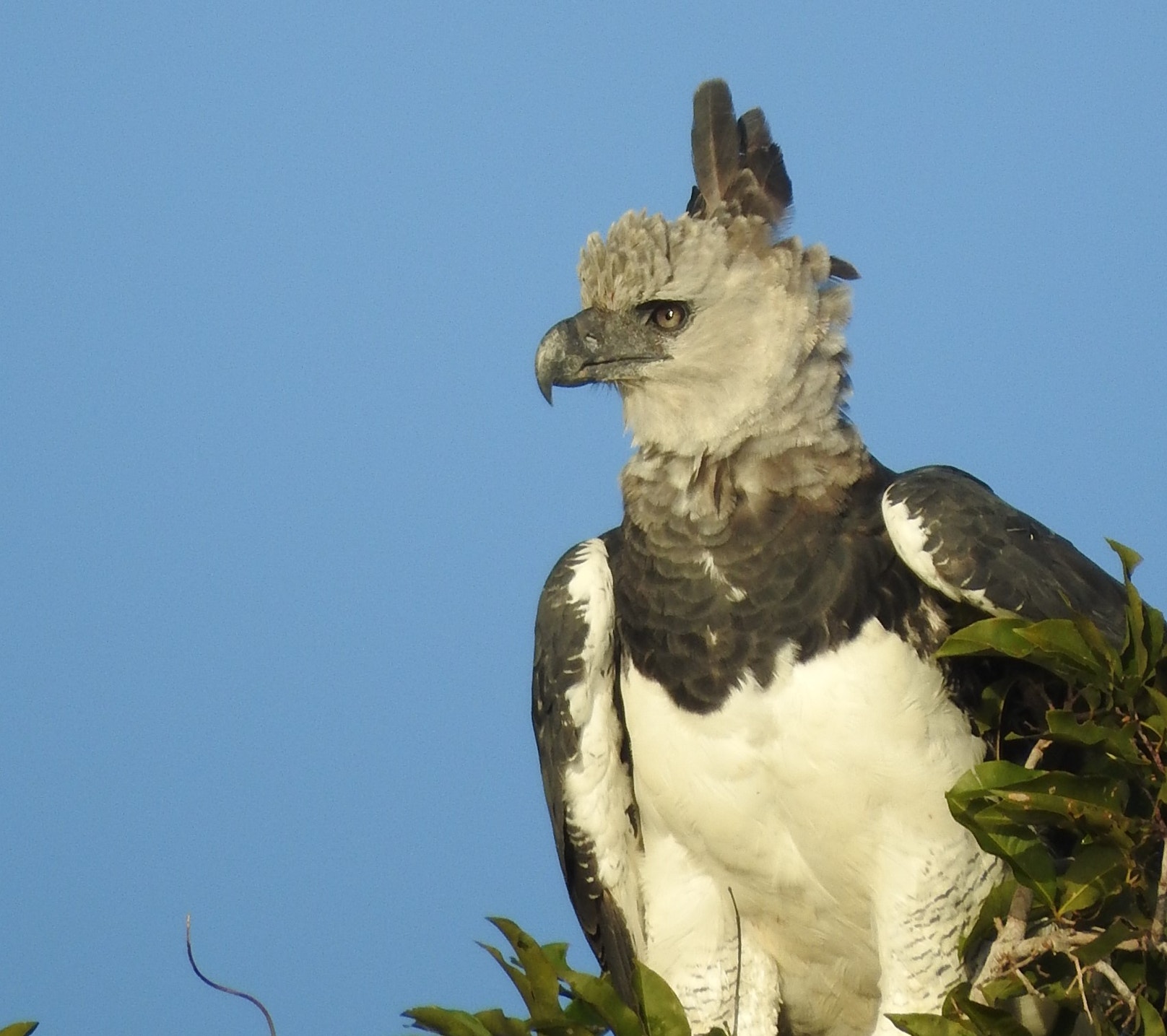 10 Fun Facts About The Harpy Eagle 10-fun-facts-about-the-harpy-eagle