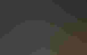 Rufous Hummingbird