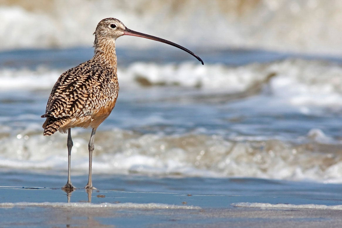 Long-billed Curlews, which breed in North America, are faring well, relative to other curlew species—but climate change may reduce their summer range significantly. Stephen Pollard/Audubon Photography Awards
