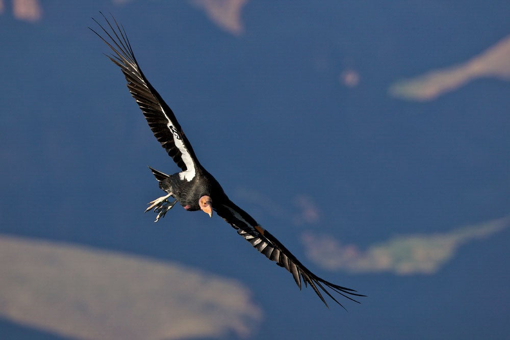With their massive wingspans, California Condors can reaching speeds of more than 55 miles per hour, climb to altitudes of 15,000 feet, and travel up to 200 miles in a day. Richard Simonsen/Audubon Photography Awards
