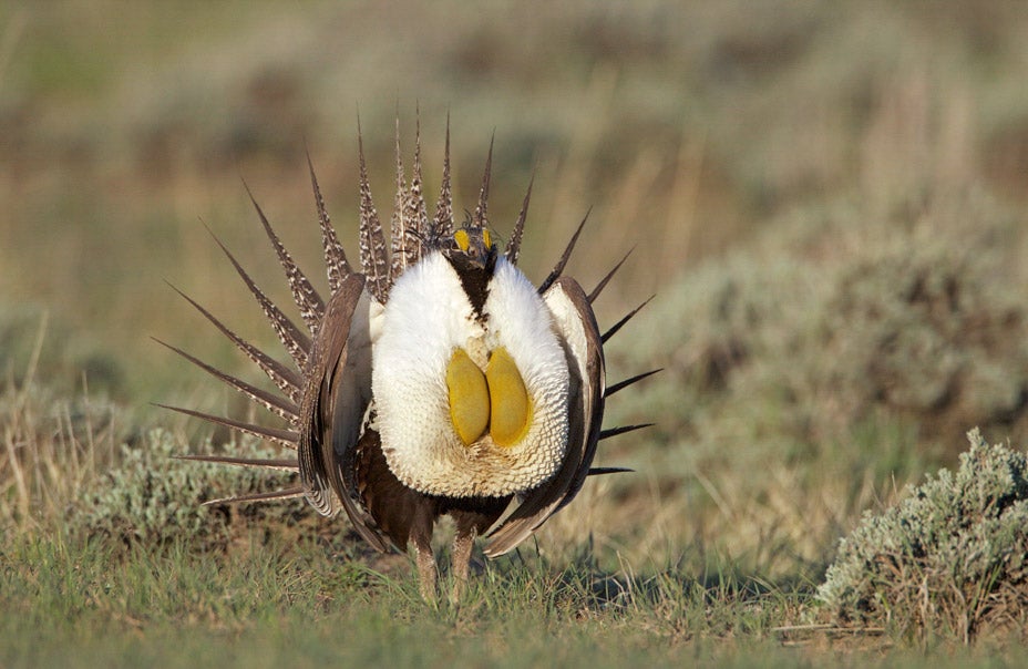 Greater Sage-Grouse. Mark Williams/Audubon Photography Awards