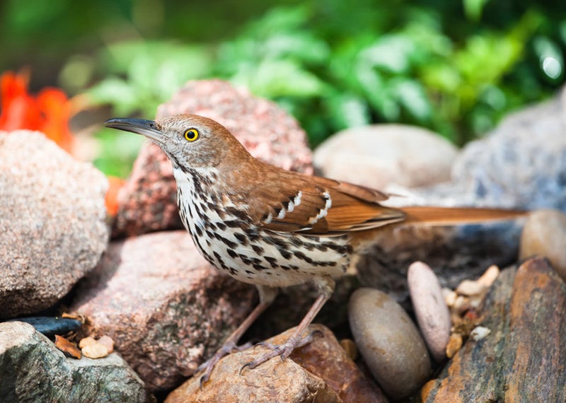 Brown Thrasher Brown Thrasher. Brown Thrasher. Kathy Johnston/Audubon Photography Awards