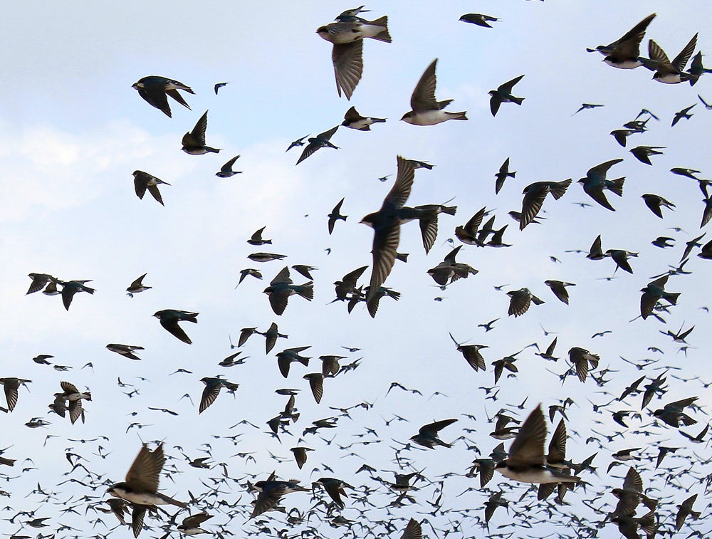Tree Swallows Tree Swallows. Tree Swallow. Charles Holton/Audubon Photography Awards
