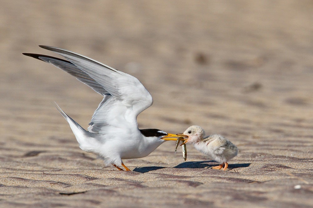 Least Tern.