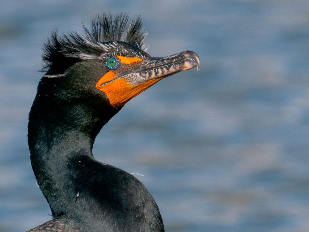 Scientists counted four-times as many Double-crested Cormorants on unarmored beaches than seawalled ones. Eric Stogner/Audubon Photography Awards