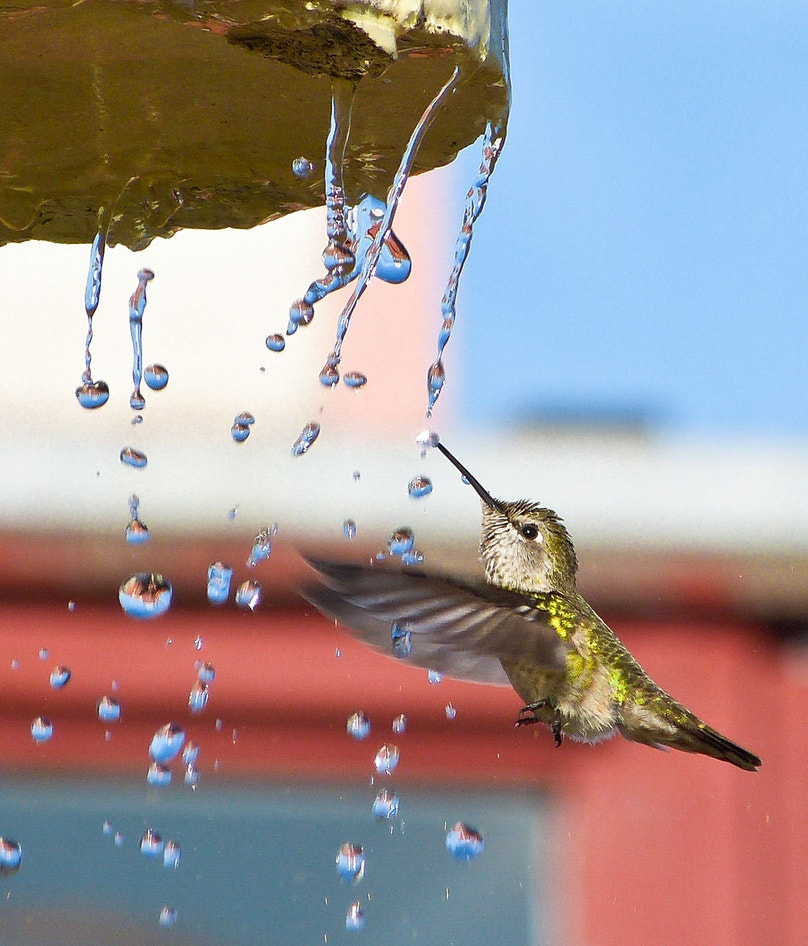 How to Create a Hummingbird-Friendly Yard | Audubon