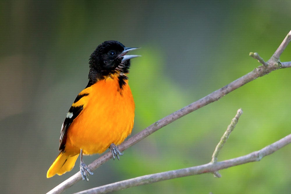 Baltimore Oriole. Richard Rigterink/Audubon Photography Awards