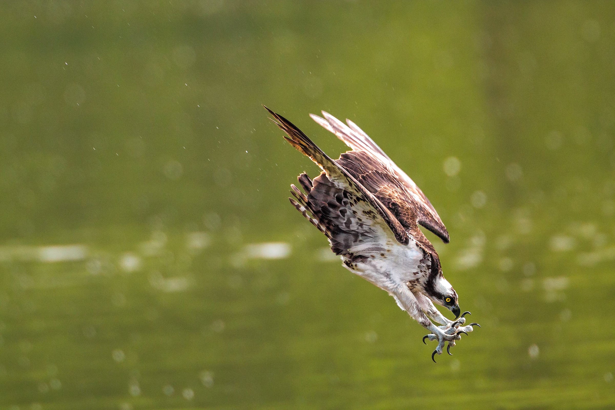 Osprey. Kurt Wecker/���Ĵ�ý Photography Awards
