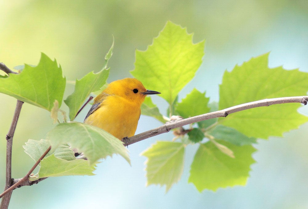Prothonotary Warbler. Matthew Pimm/Audubon Photography Awards