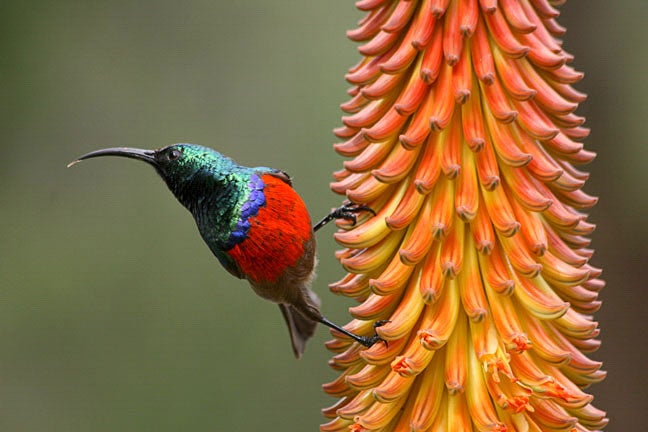 While hummingbirds can hover in midair as they feed, the Greater Double-collared Sunbird has to perch on plants to drink nectar. Patrick Chauvet/Audubon Photography Awards