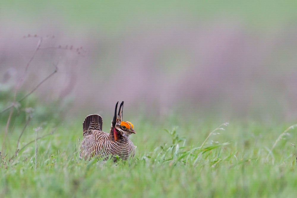 Lesser Prairie-Chicken. Melody Lytle/Audubon Photography Awards
