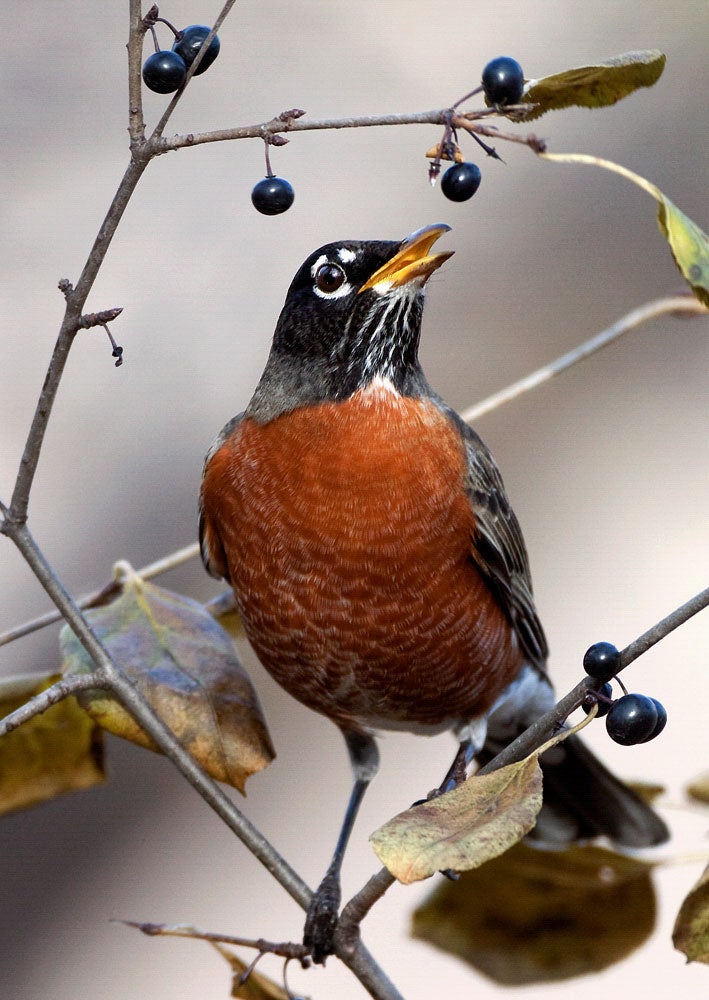 American Robin. J. Arthur Anderson/Audubon Photography Awards