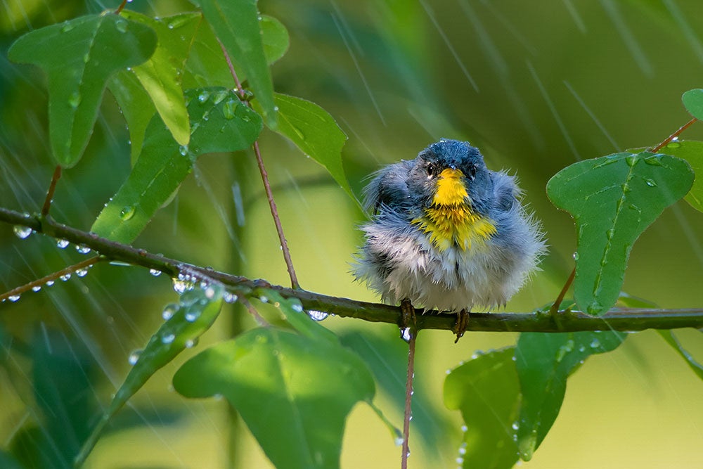 Northern Parula (floof). Tara Tanaka/Audubon Photography Awards