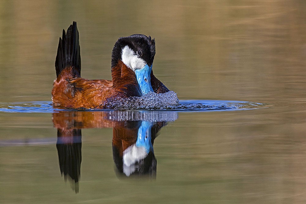 Ruddy Duck. William Pohley/���Ĵ�ý Photography Awards