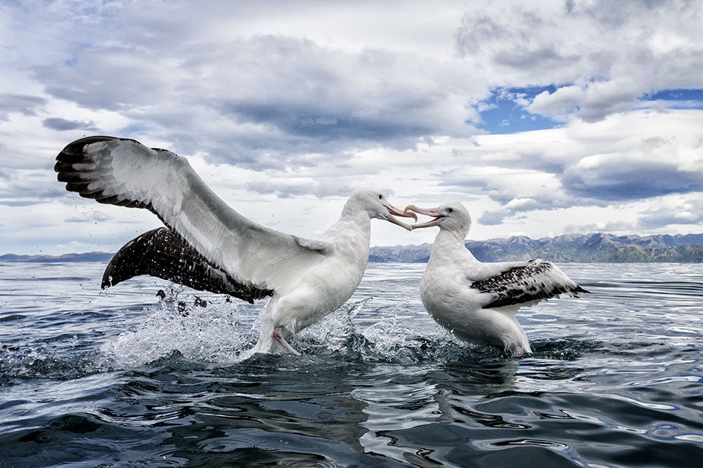 Wandering Albatross. William Pohley/Audubon Photography Awards