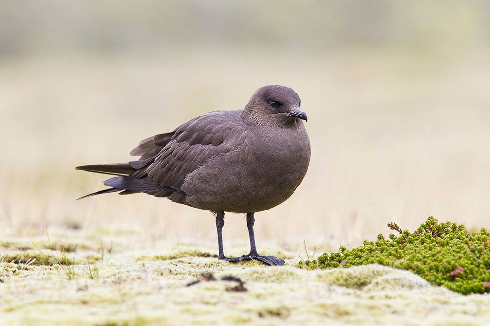 Parasitic Jaeger. Keith Kennedy/Audubon Photography Awards
