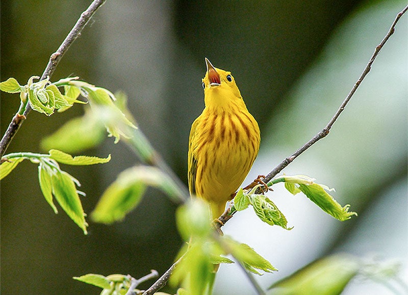 Yellow Warbler. Dale Bonk/Audubon Photography Awards