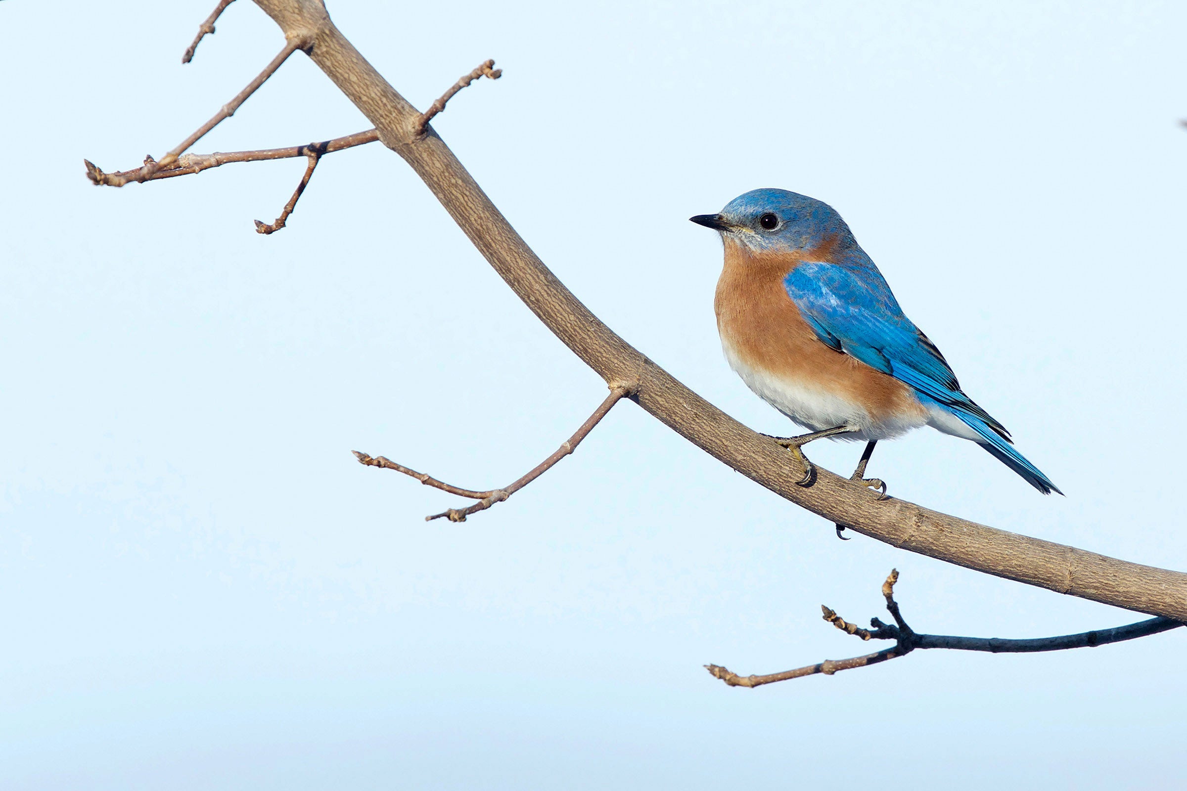 Eastern Bluebird. Eric Nie/Audubon Photography Awards