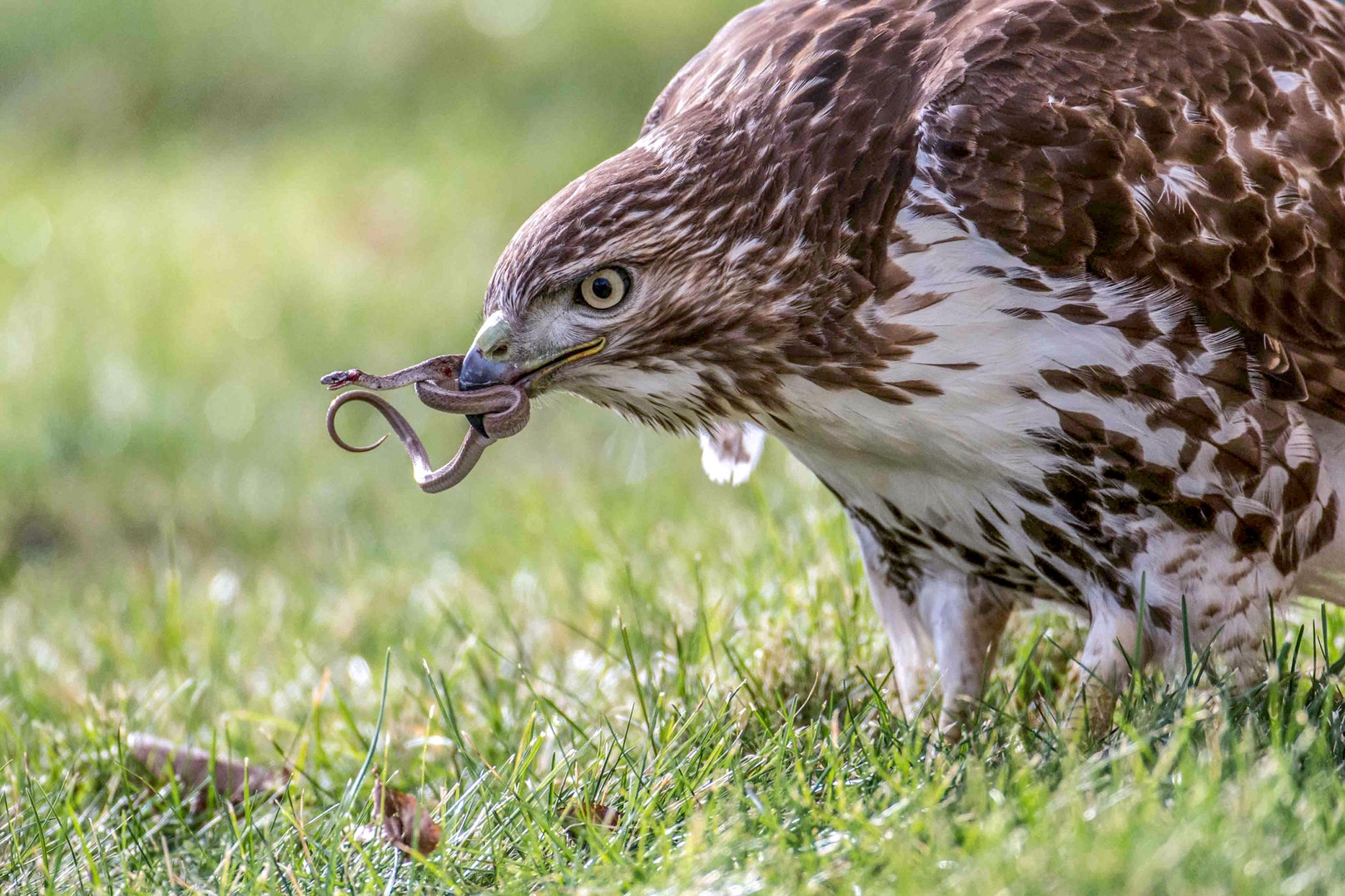 10 Fun Facts About the Red tailed Hawk Audubon 10 Fun Facts About the Red tailed Hawk Audubon