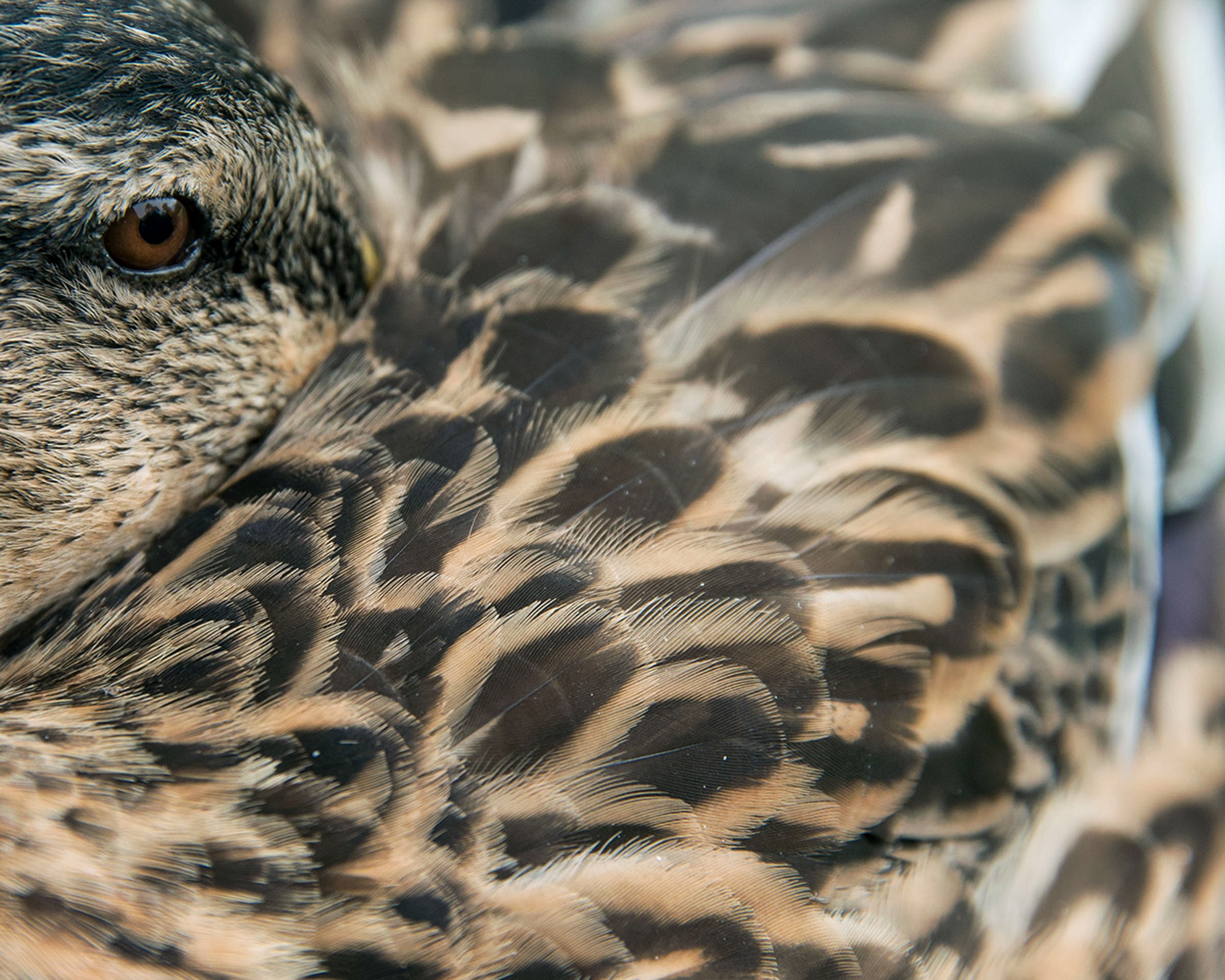 Mallard. Lauren Harnett/Audubon Photography Awards