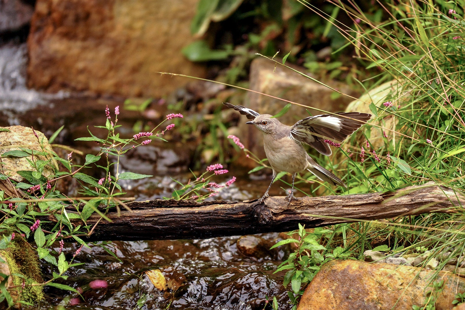 10 Fun Facts About the Northern Mockingbird | Audubon