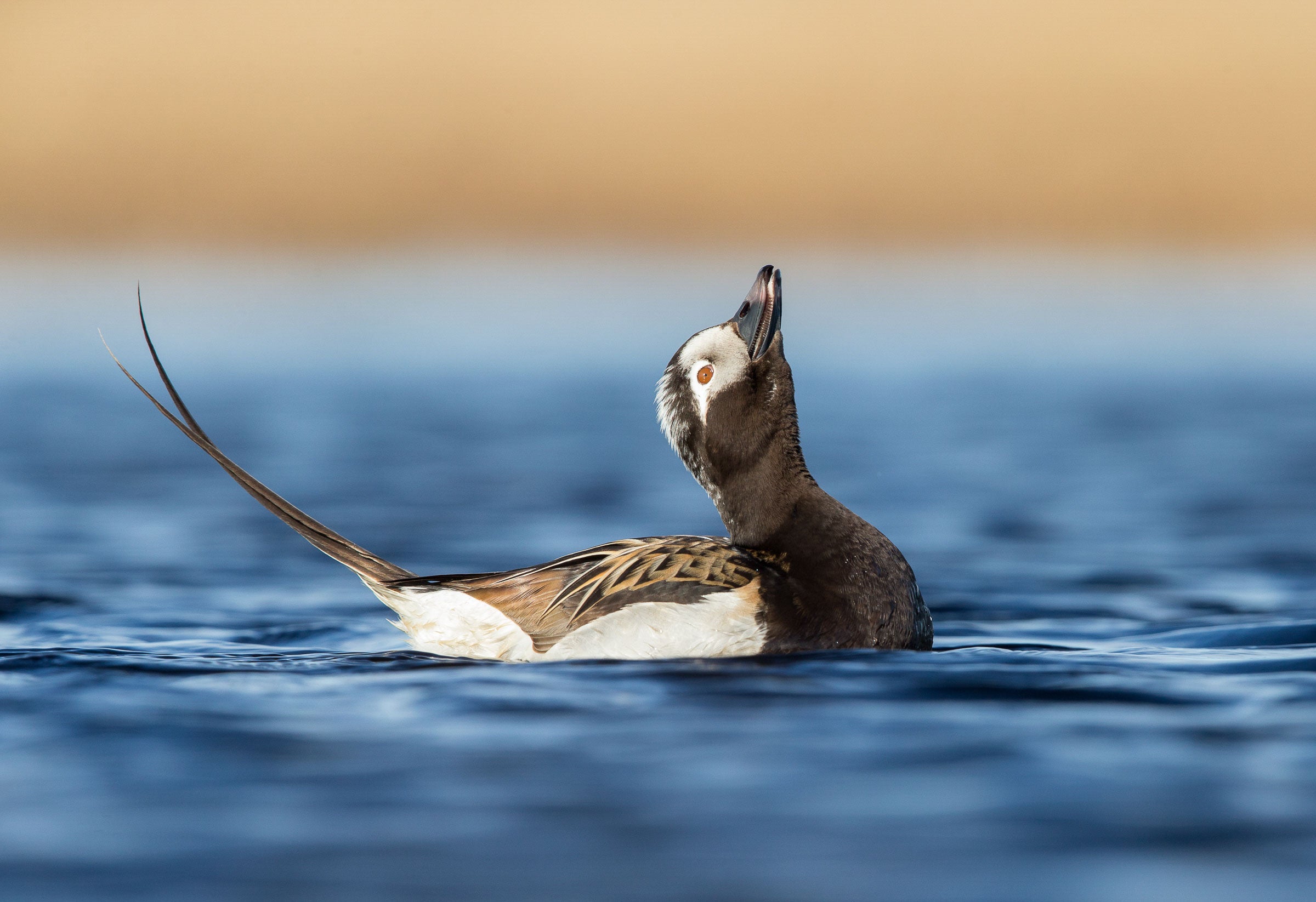 Long-tailed Duck. Gail Bisson/Audubon Photography Awards