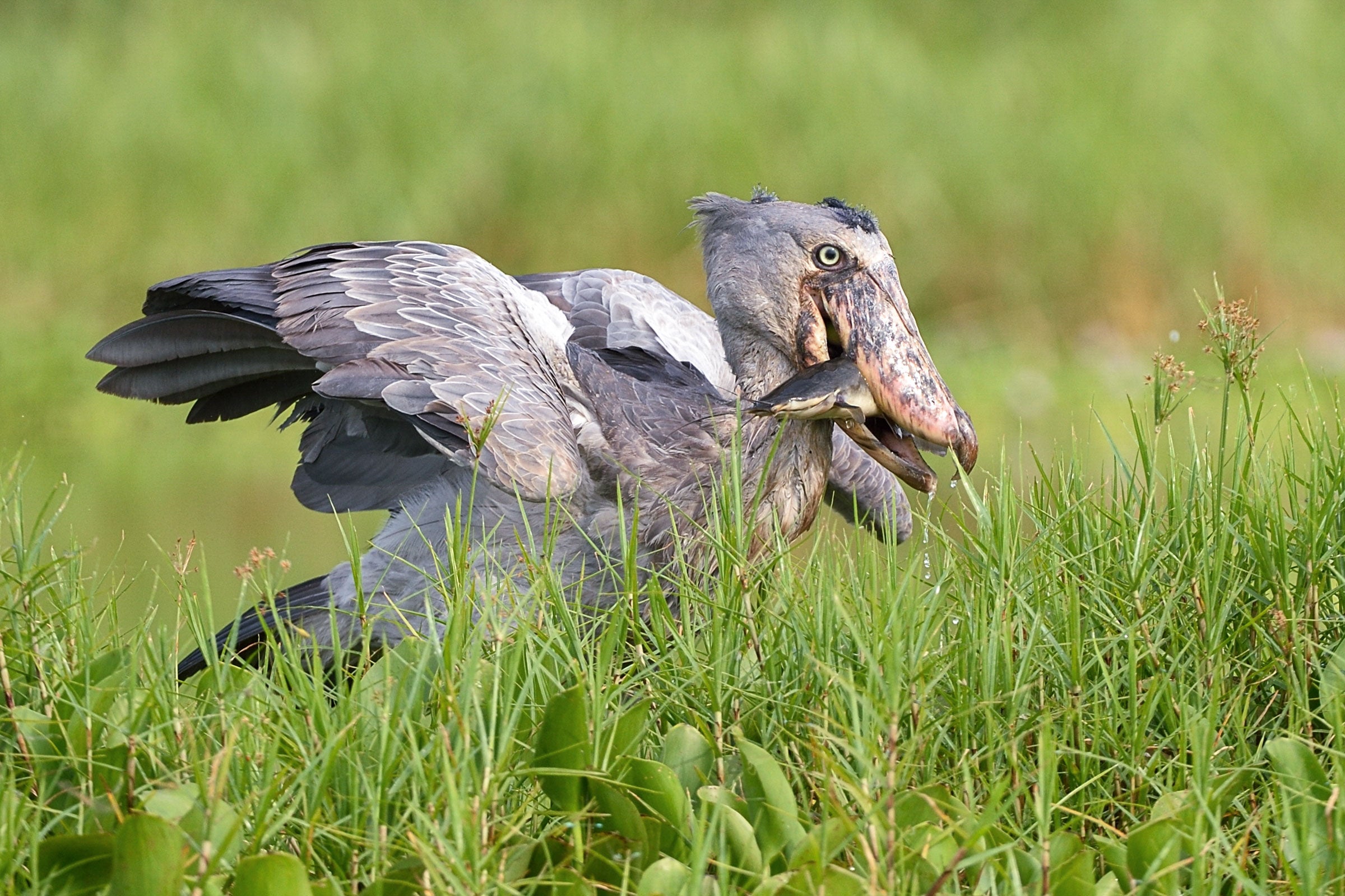 Shoebill (somehow birb). John Rollins/Audubon Photography Awards