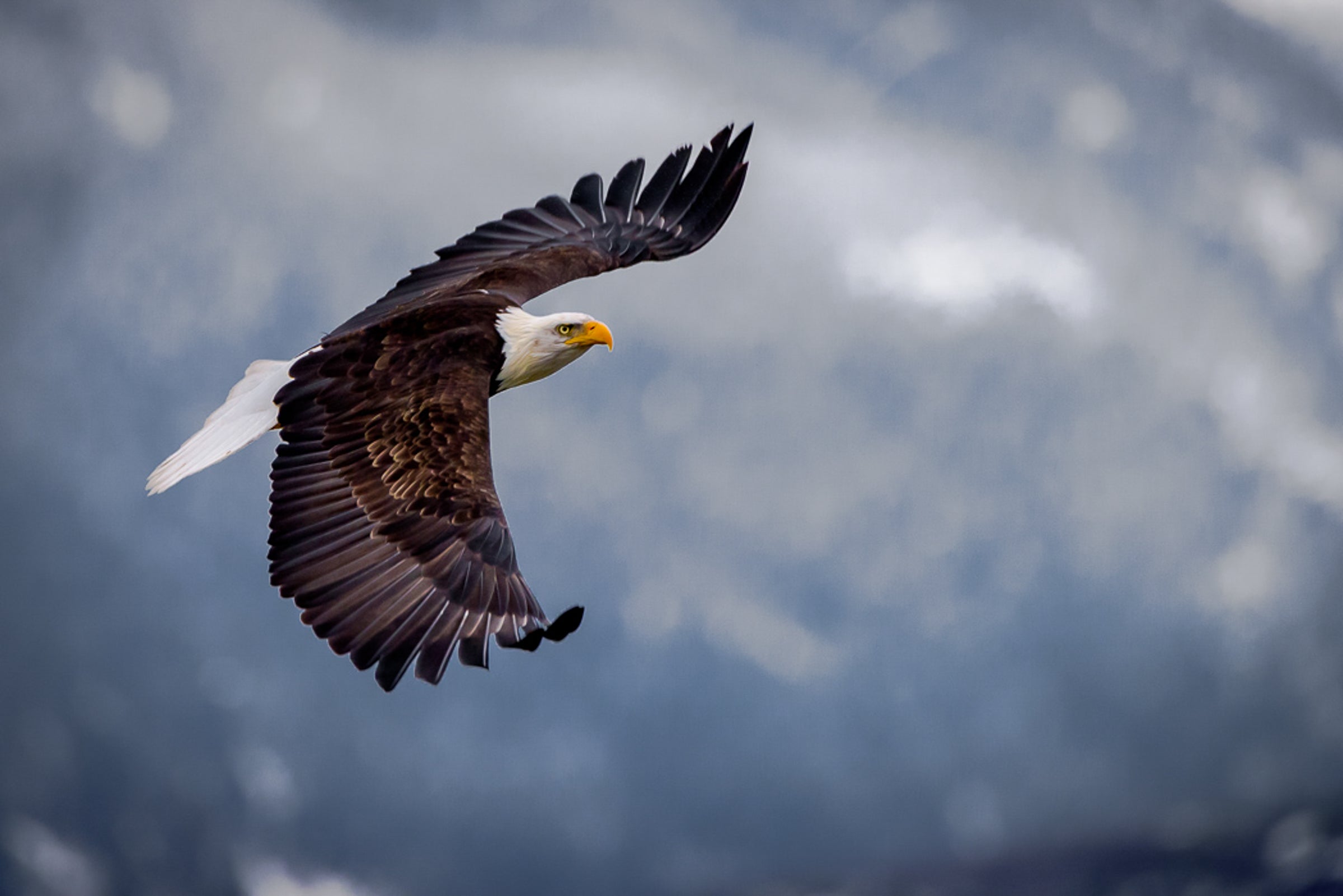 New Endangered Species Act Rules Will Weaken Protections for Birds and
