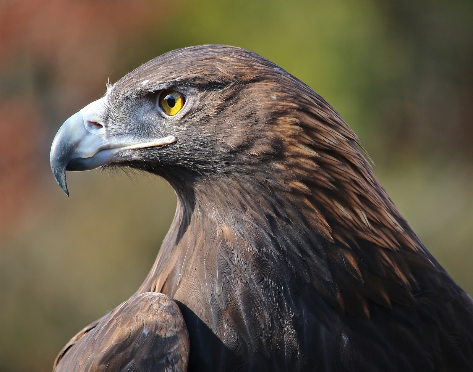 Golden Eagle Golden Eagle. Golden Eagle. Elizabeth Jaffin/Audubon Photography Awards