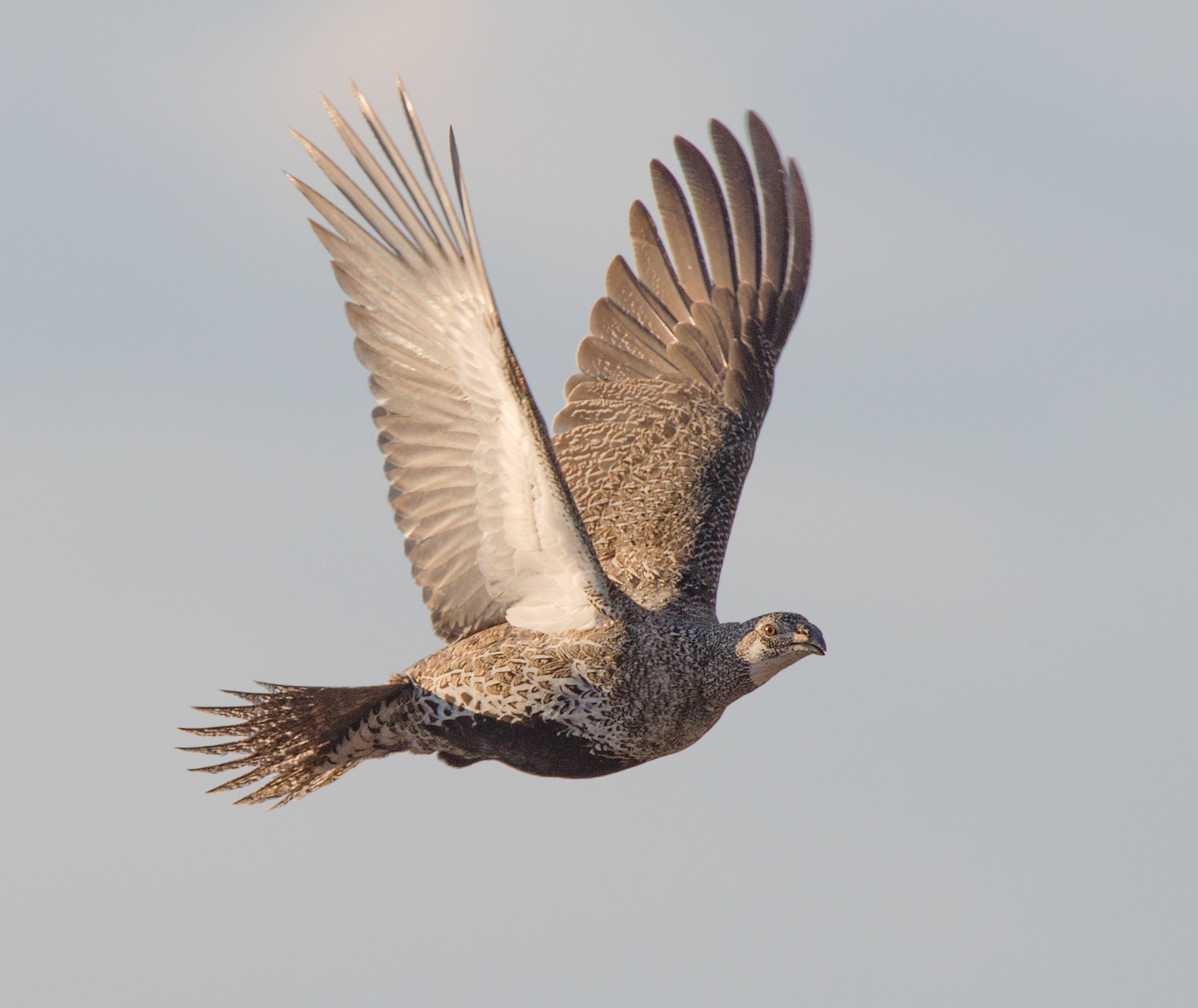 Greater Sage-Grouse in flight