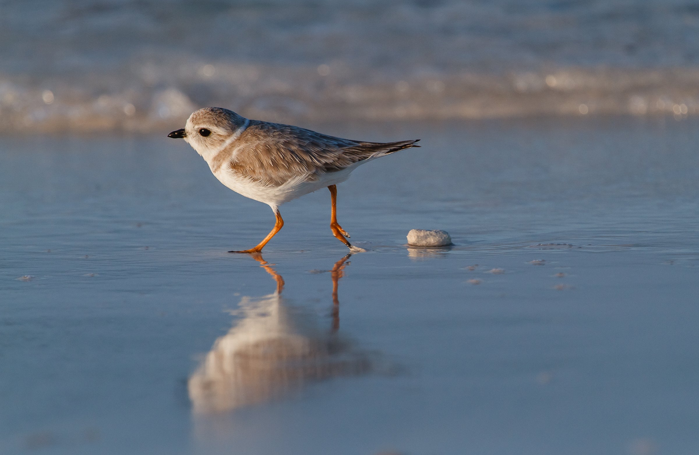 Pipping Plover