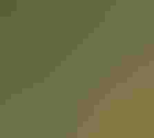 White-crowned Sparrows