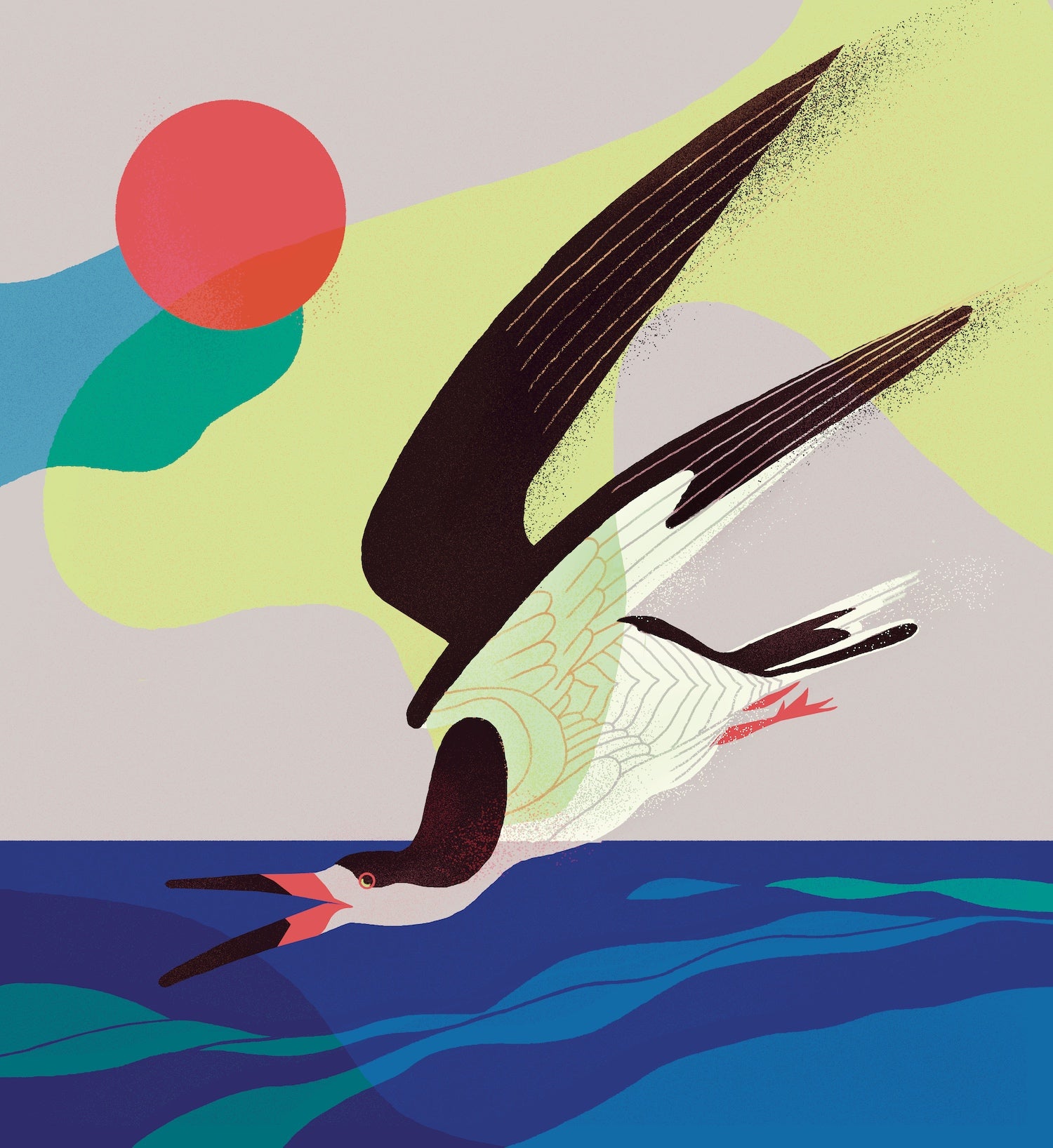 Illustration: Ana Galvañ