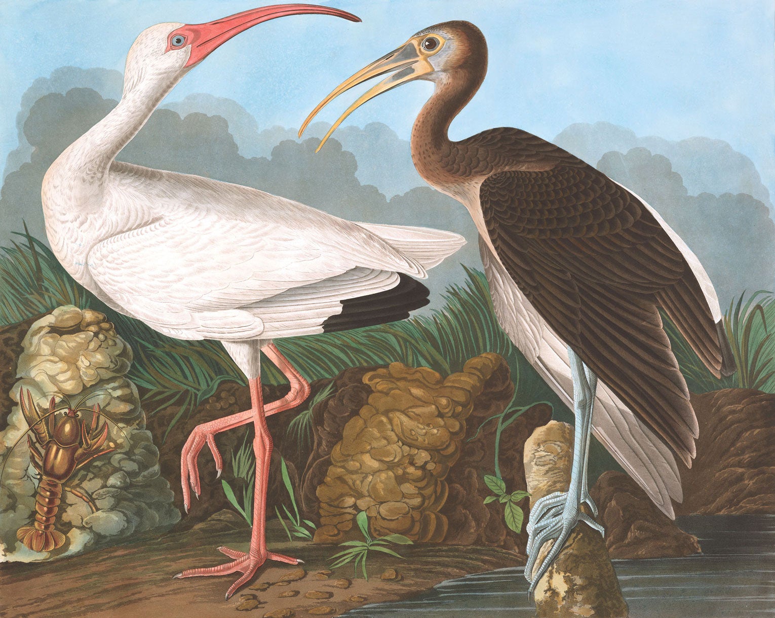 Ilustración: John James Audubon
