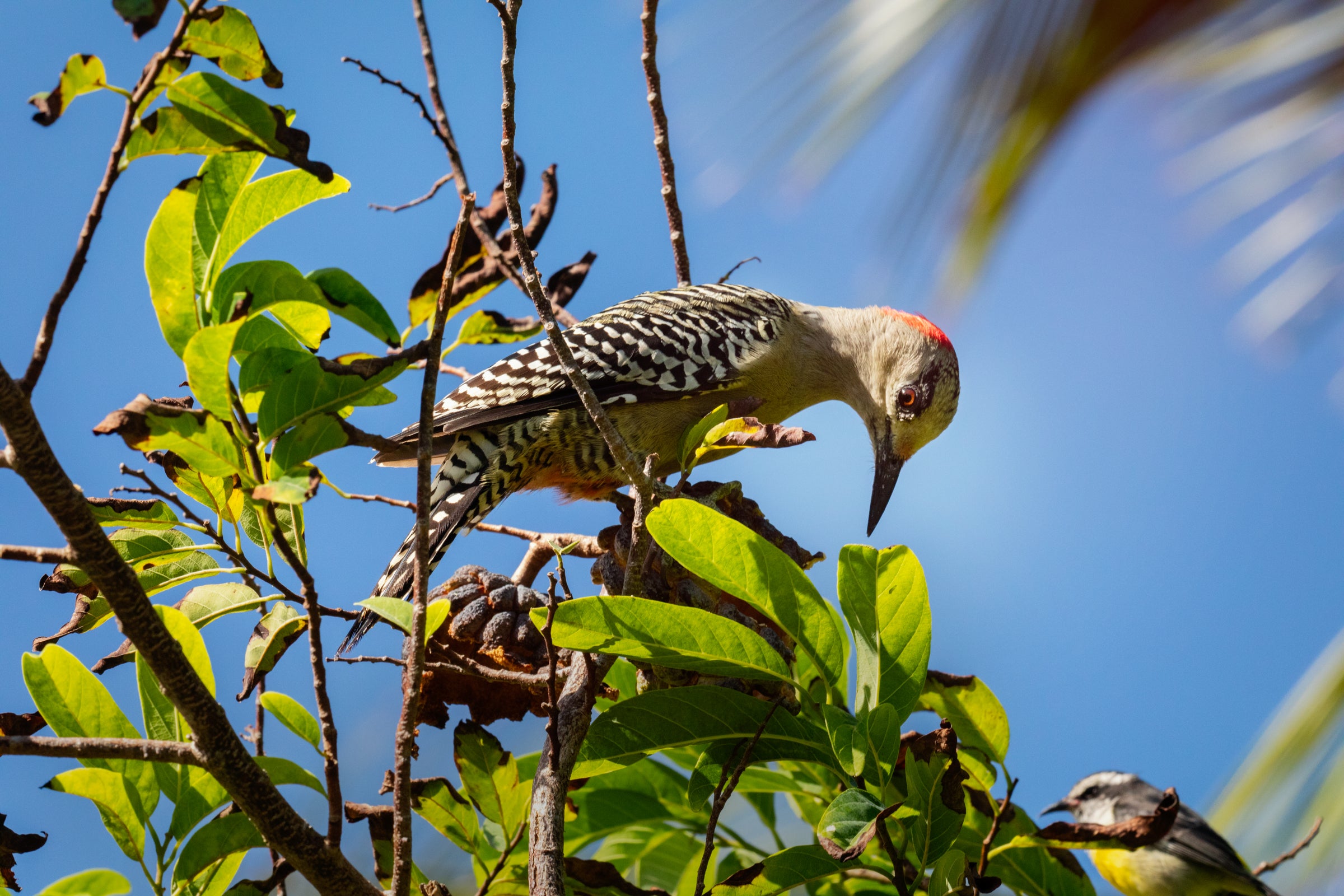 West Indian Woodpecker. Mike Fernandez/Audubon