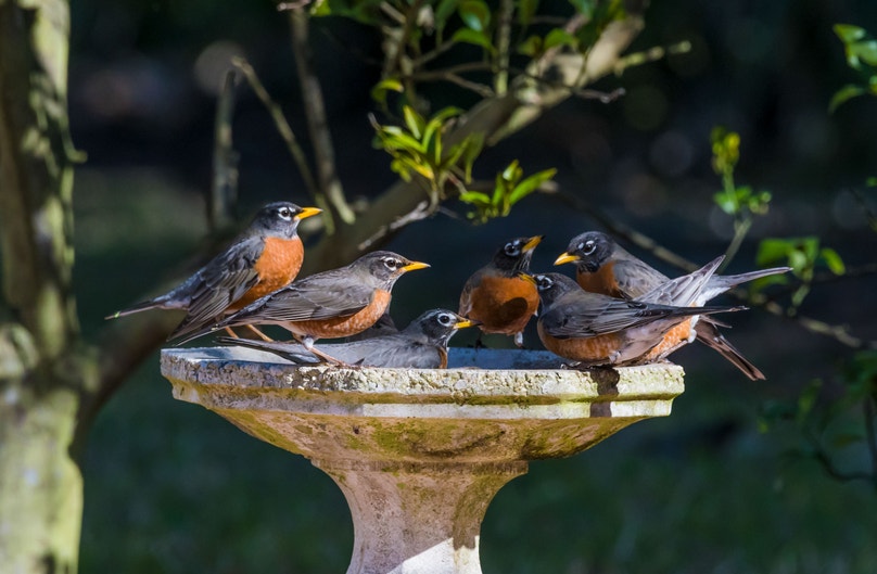 Amazing Robin 10 Fun Facts About the American Robin | Audubon