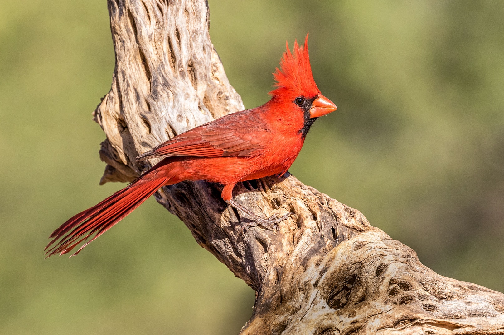 Typical Cardinal For Male Cardinals, the Redder the Better | Audubon