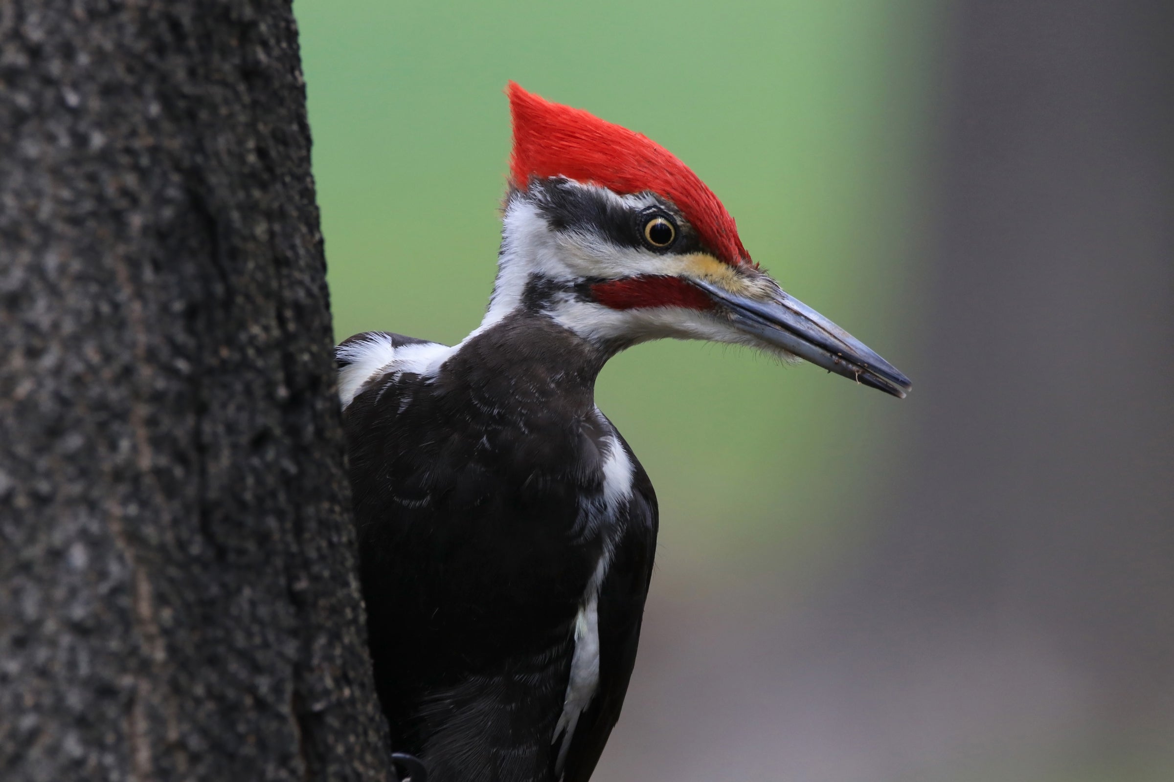 Pileated Woodpecker Pileated Woodpecker. Pileated Woodpecker. Justin Schmidt/Audubon Photography Awards