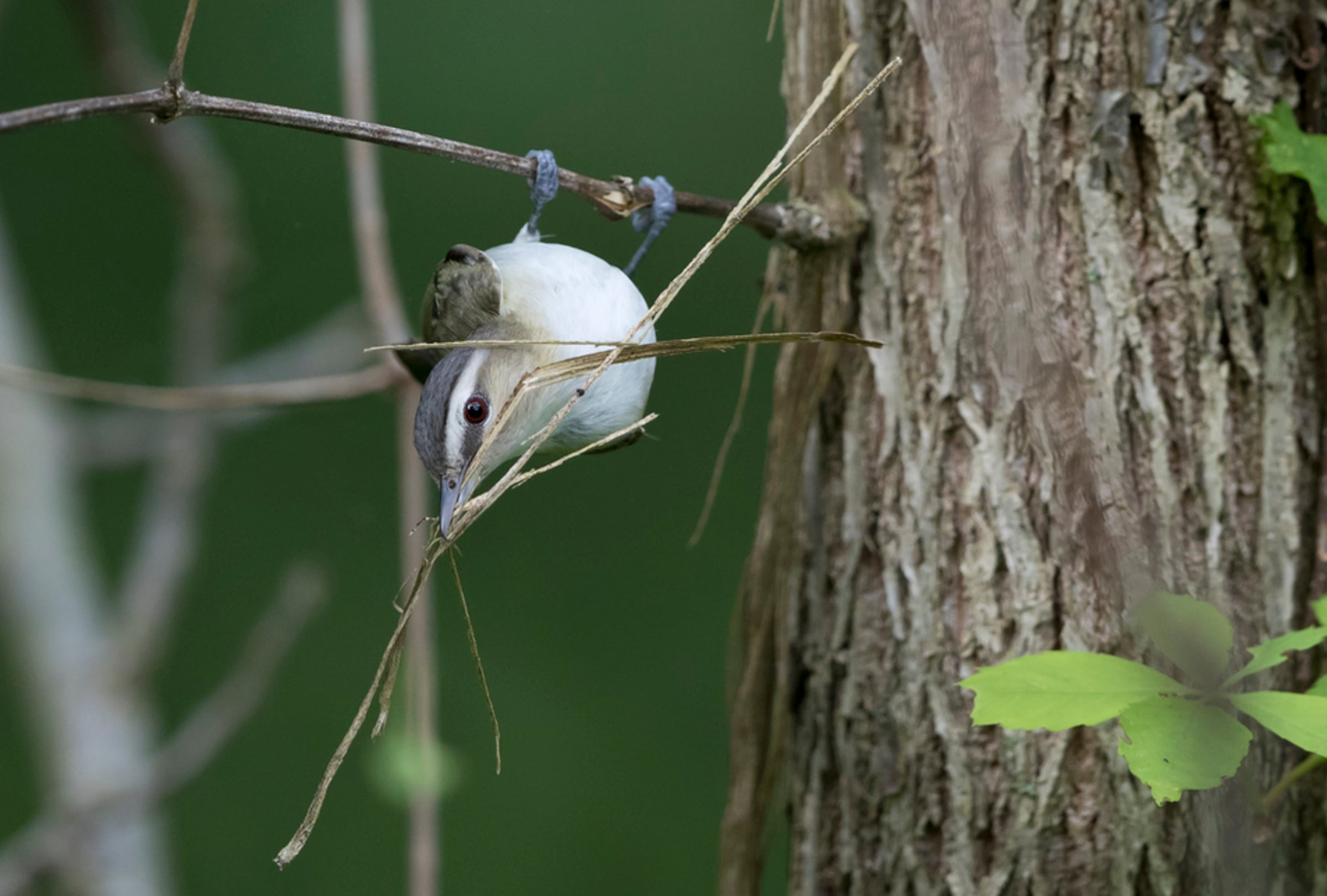 Red-eyed Vireo Red-eyed Vireo. Red-eyed Vireo. Greg Pasek/Audubon Photography Awards