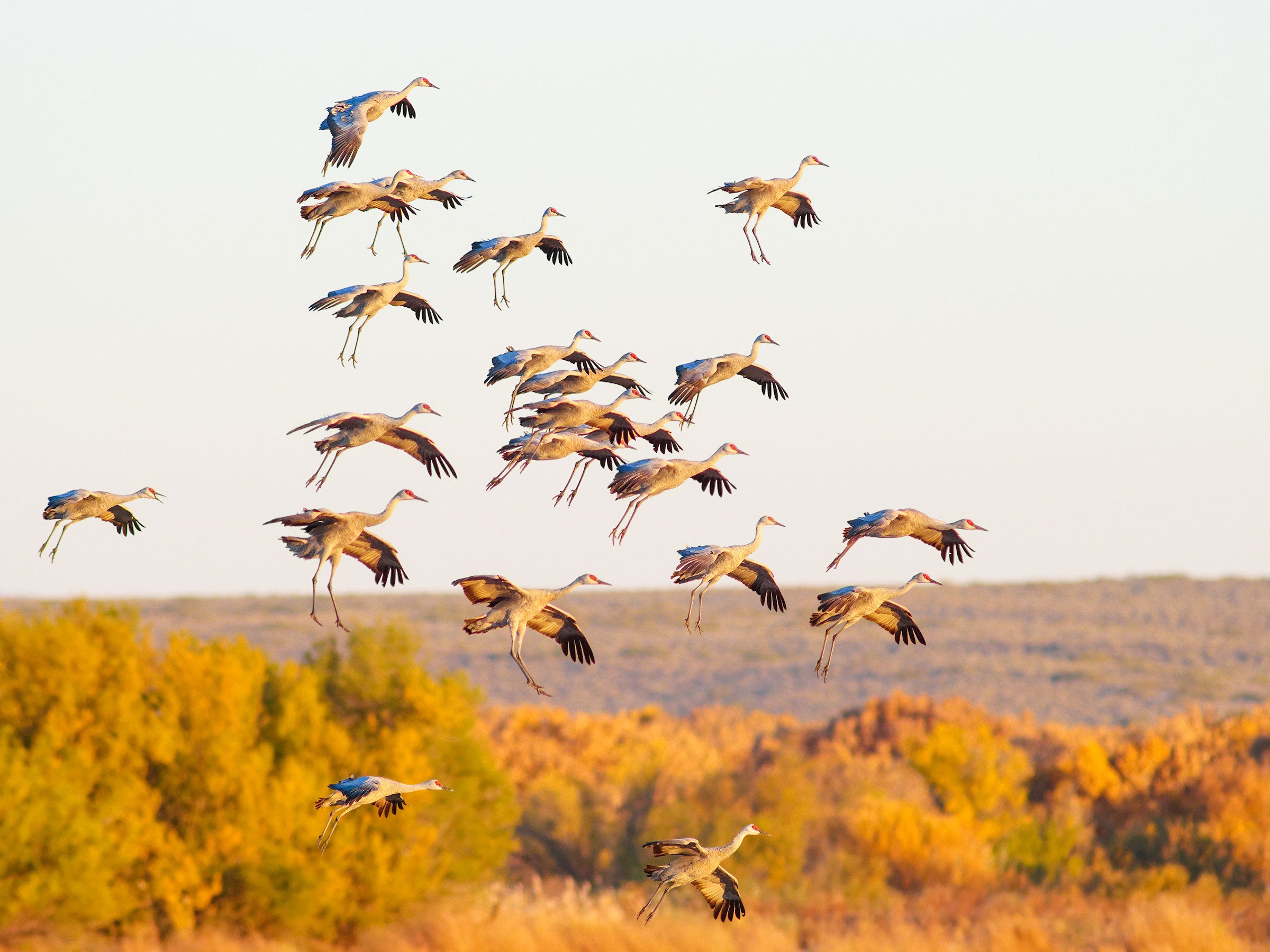 A flock of cranes flies over a landscape of orange trees in autumn with their legs outstretched, preparing to land. A flock of cranes flies over a landscape of orange trees in autumn with their legs outstretched, preparing to land.