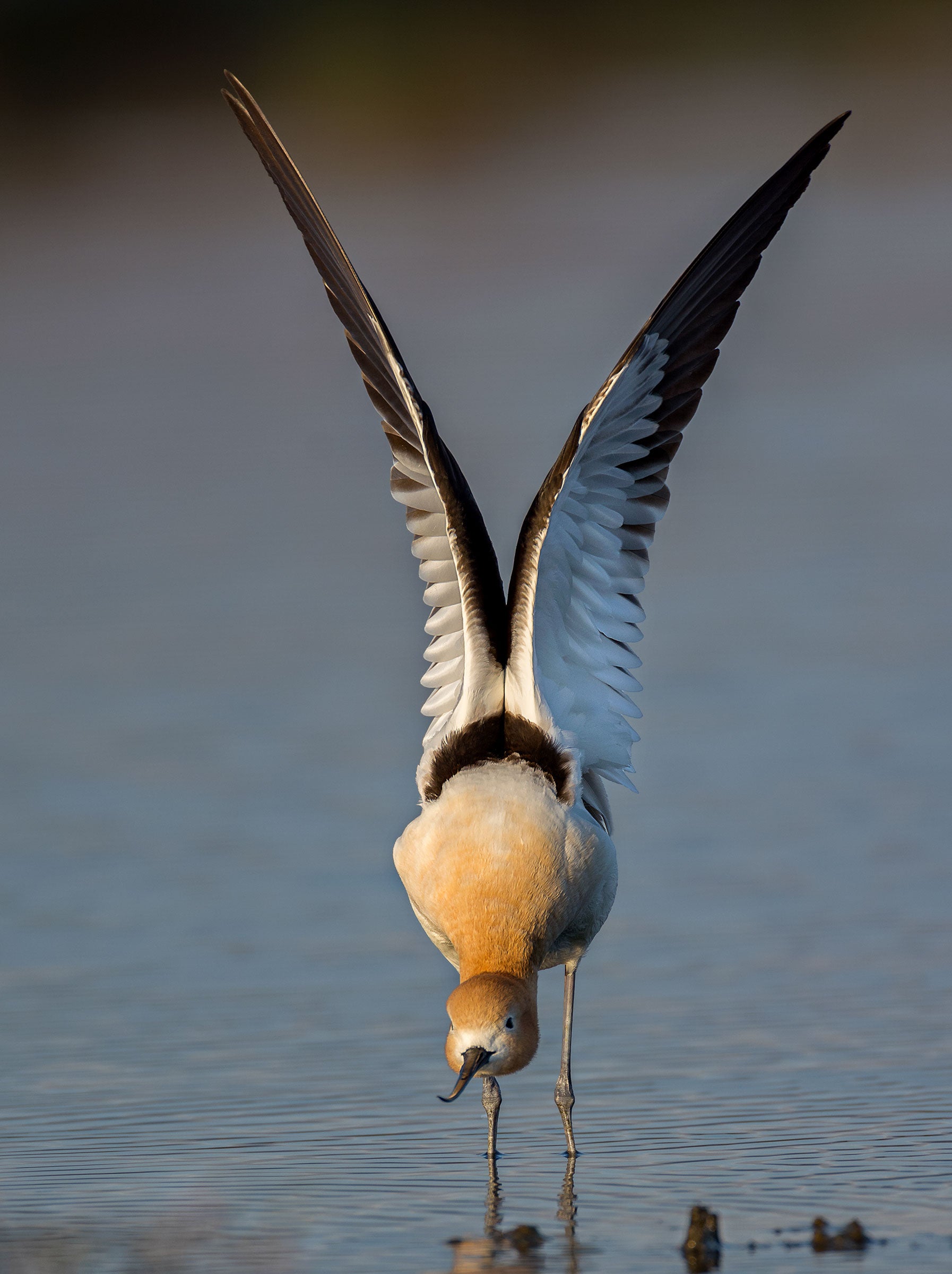American Avocet. Joseph Galkowski/Audubon Photography Awards
