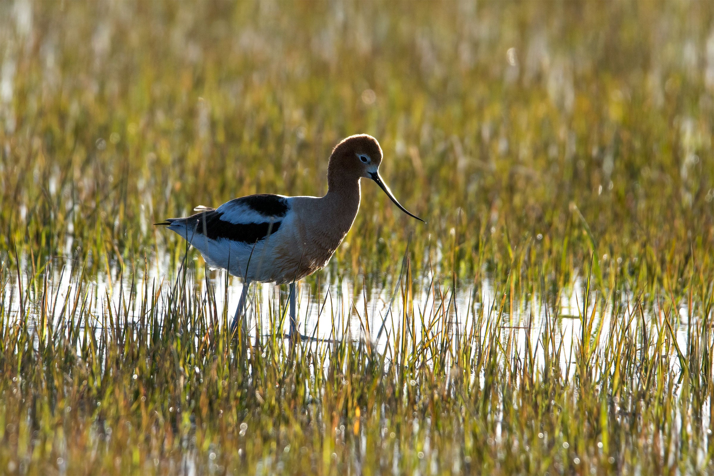 American Avocet. Frank Lehman/Audubon Photography Awards