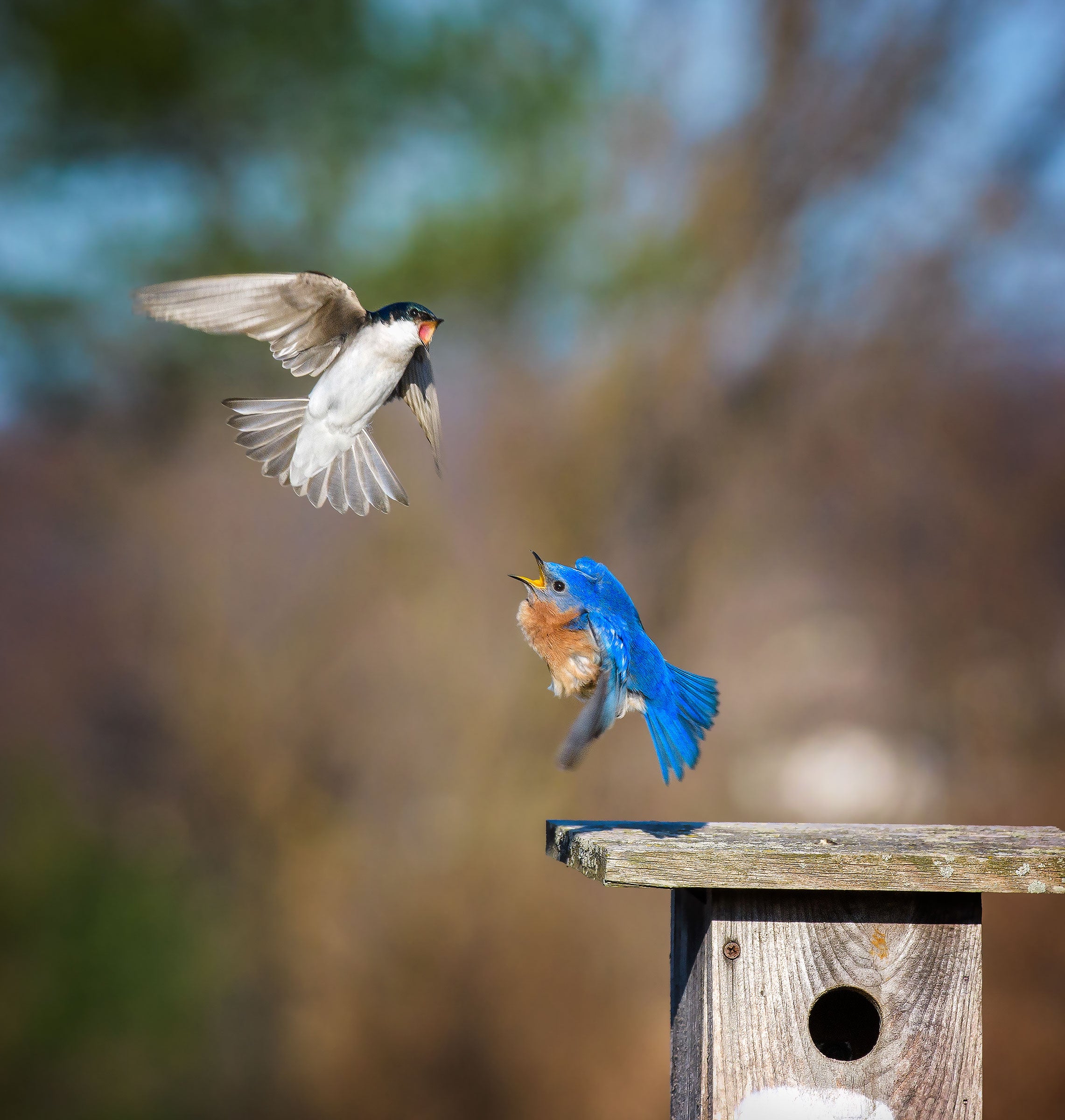 Tree Swallow and Eastern Bluebird. Vicki Jauron/Audubon Photography Awards