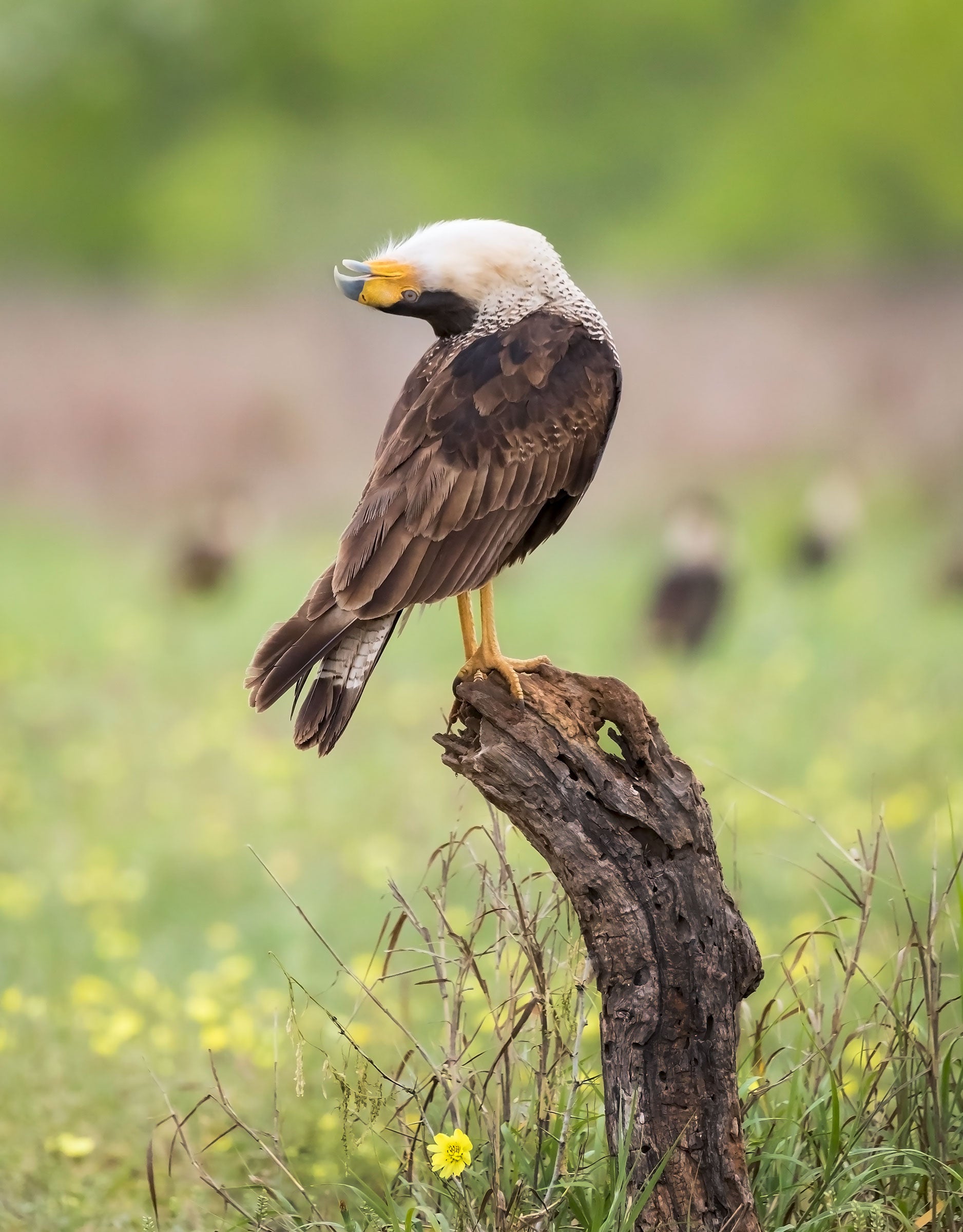 Crested Caracara. Gary Leka/Audubon Photography Awards
