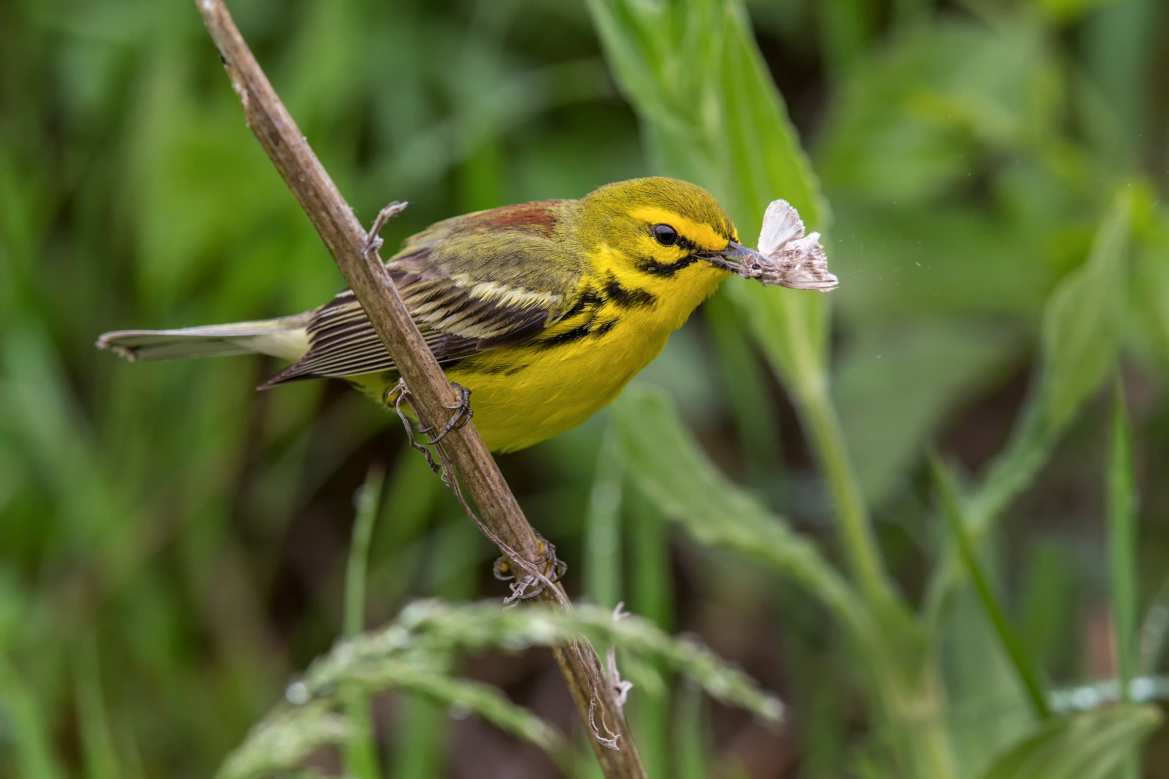 Prairie Warbler. Christopher Ciccone/Audubon Photography Awards